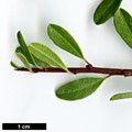 SpeciesSub: subsp. graeca